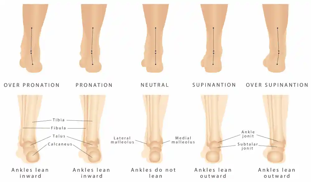 Orthotics protective gear function